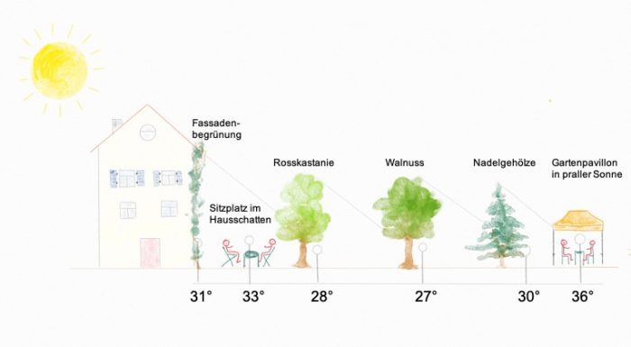 Kühlwirkung verschiedener Bäume im Vergleich