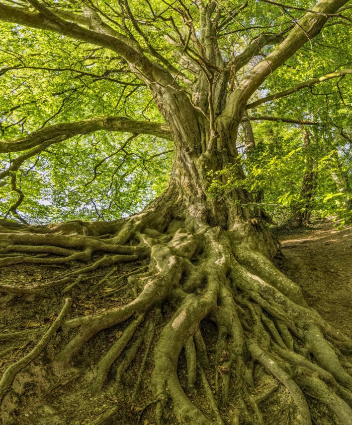 Das Wurzelwerk eines alten Baumes