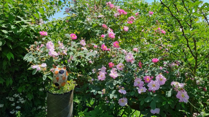 Rosa villosa douplex in voller Blüte © Anke Leins