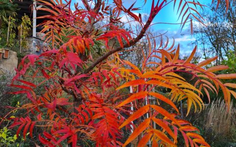Sorbus commixta Dodong: Herbstfärbung © Anke Leins