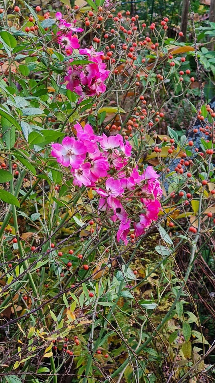 Blüten und Hagebutten gleichzeitig kann die Strauchrose Mozart © Anke Leins