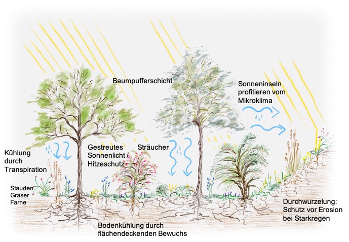 Bäume haben im Zukunftsgarten die Funktion einer Pufferschicht © Anke Leins