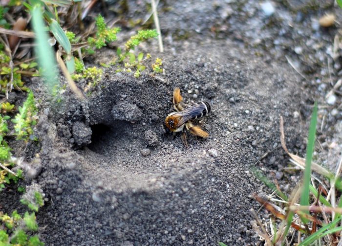 Hosenbienen (Dasypoda hirtipes) nisten in selbst gegrabenen Hohlräumen im Sand (© Pixabay)