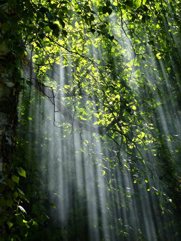 Lichtstreuung durch Bäume © Pixabay
