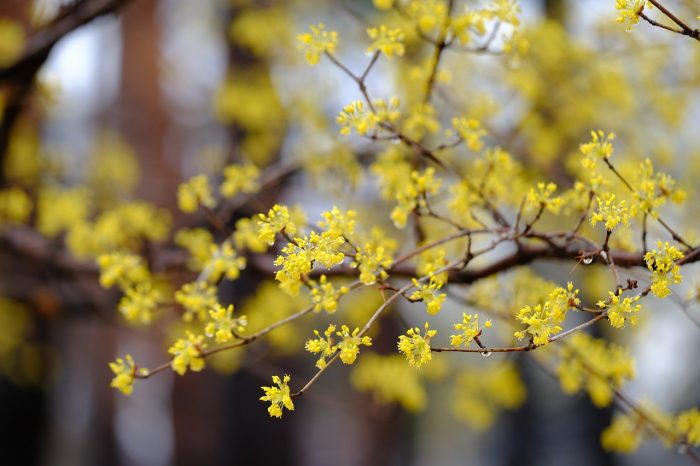 Zarte, gelbe Blüten der Kornelkirsche © Pixabay