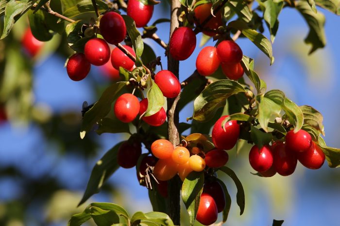 Rote Früchte der Kornelkirsche © Pixabay